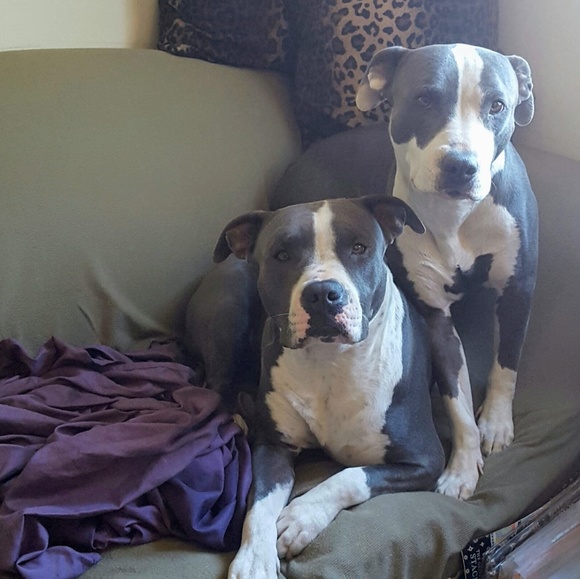 Meet Brie & Brooklyn 🐾❤ - Picture 1 of 15